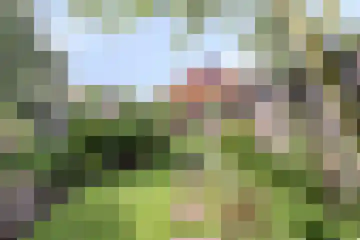 Tammingastraat 42 Hornhuizen thumbnail 37