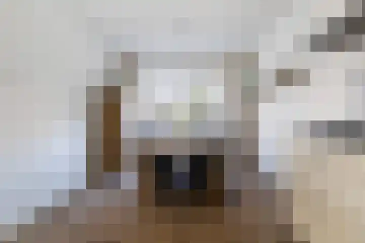 Taniaburg 54 Leeuwarden thumbnail 15