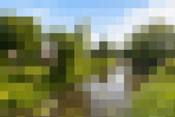 Taniaburg 54 Leeuwarden thumbnail 43