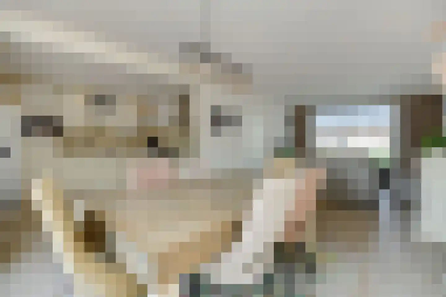 Tanneskampke 5 's-Hertogenbosch thumbnail 6