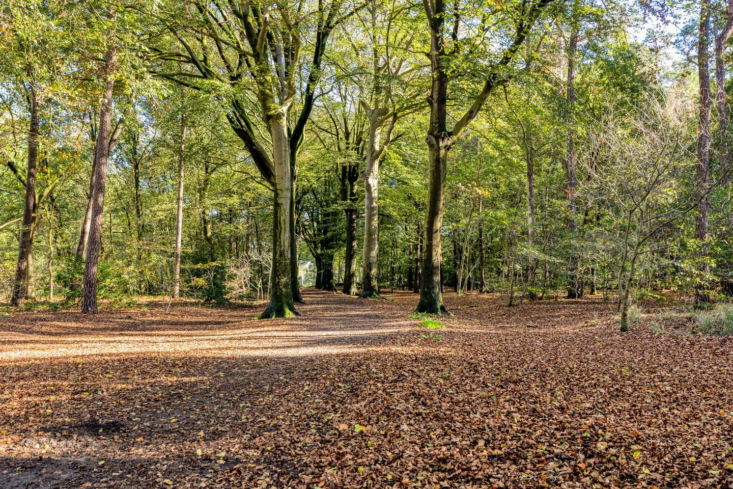 Tanzanietdijk 46 Roosendaal thumbnail 30