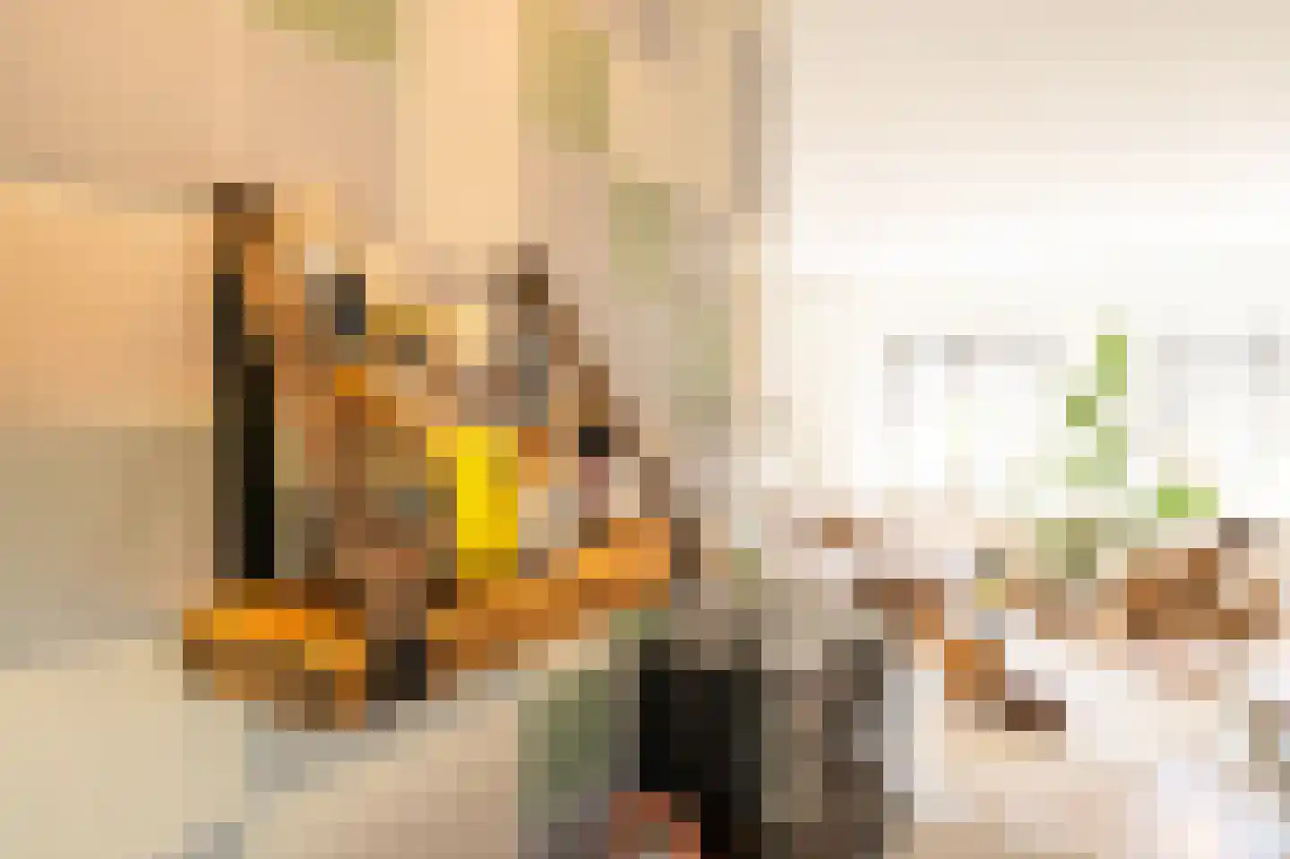 Tapijtschelp 15 Hellevoetsluis thumbnail 28