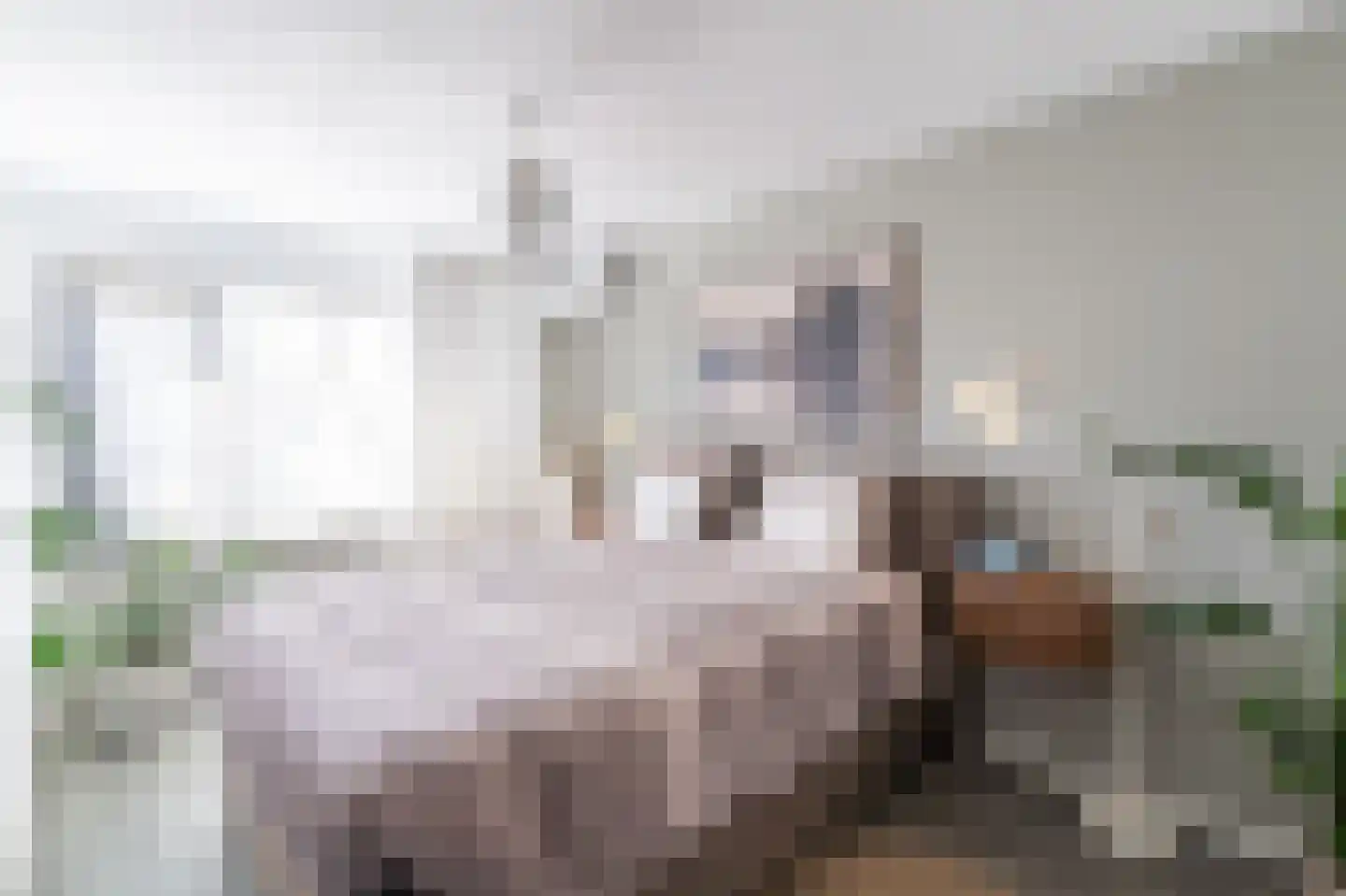 Tapijtschelp 15 Hellevoetsluis thumbnail 31