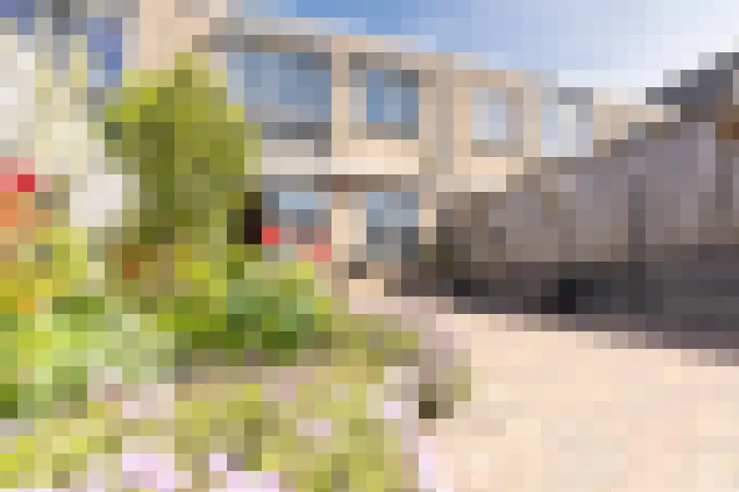 Tapijtschelp 15 Hellevoetsluis thumbnail 55