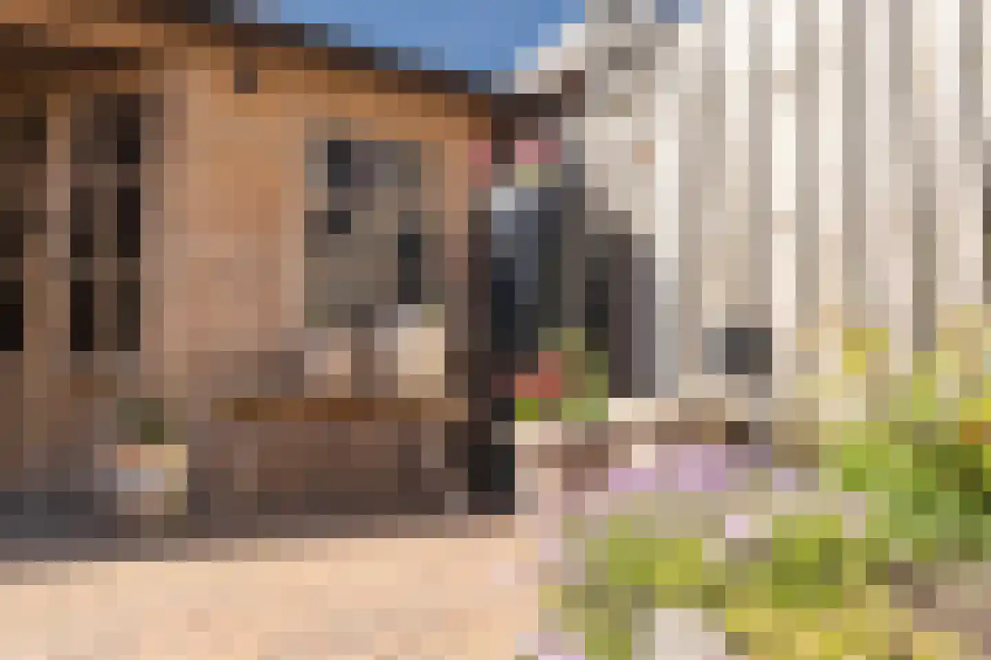 Tapijtschelp 15 Hellevoetsluis thumbnail 56