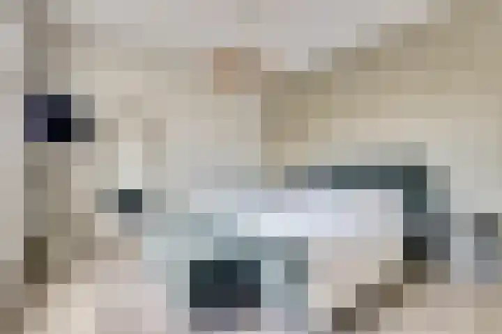 Tapijtschelp 17 Monster thumbnail 14
