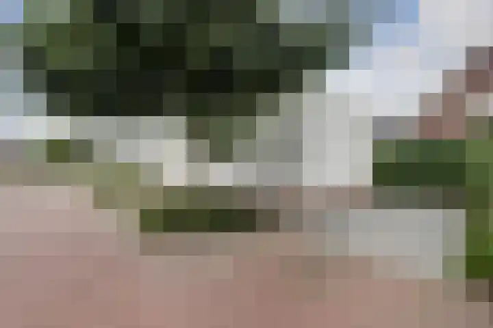 Tapijtschelp 17 Monster thumbnail 28
