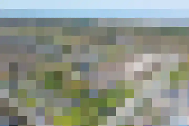 Tapuitlaan 206 Noordwijk thumbnail 35