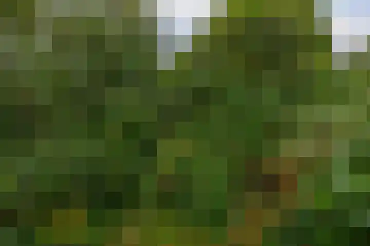 Tarthorst 461 Wageningen thumbnail 31