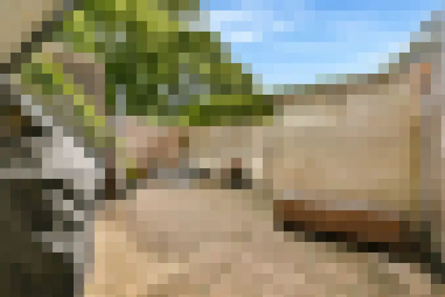 Tartinihof 24 Aalsmeer thumbnail 13