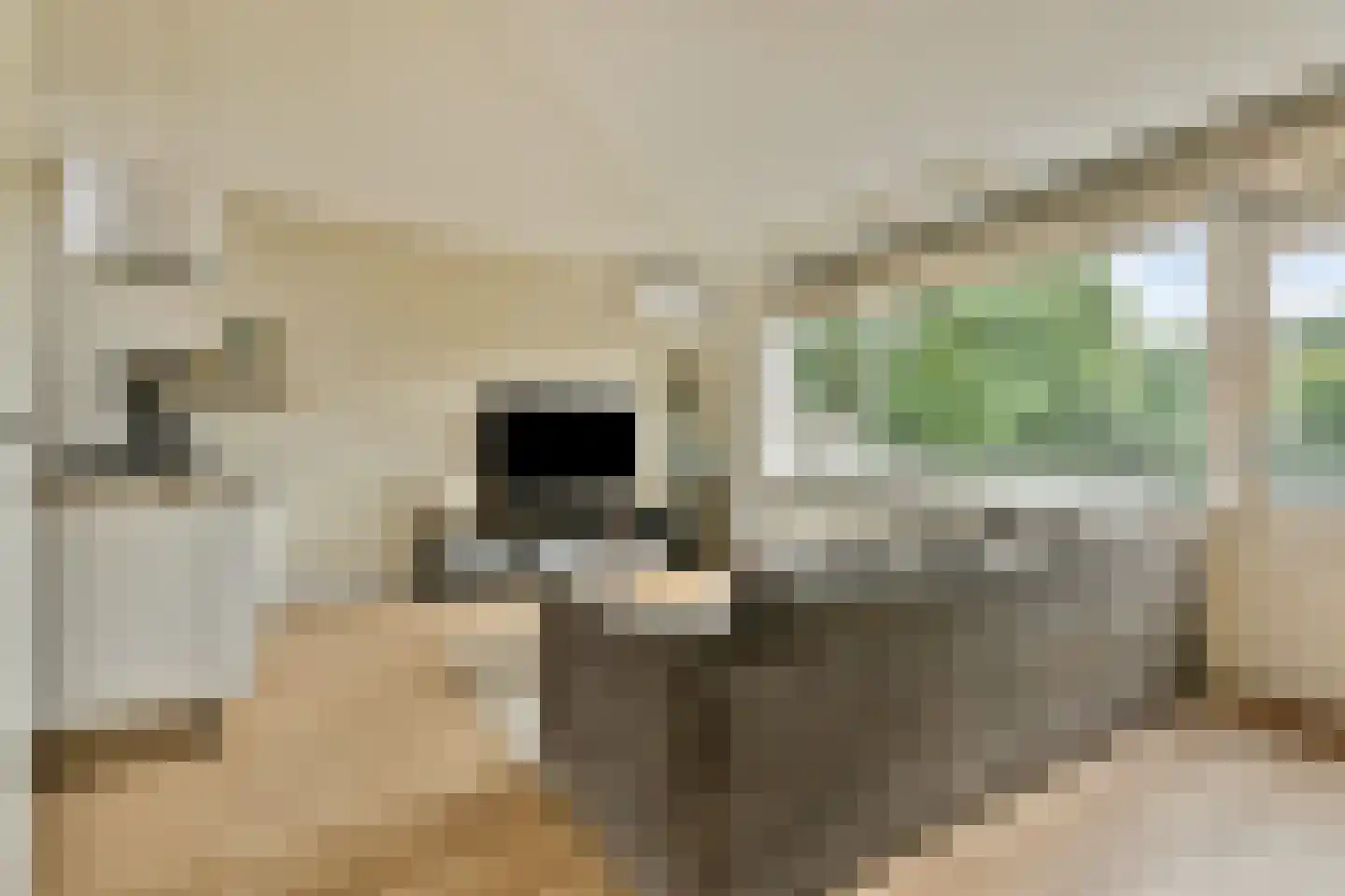 Tartinihof 24 Aalsmeer thumbnail 6