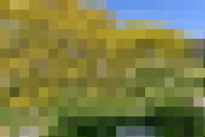 Tarwe 10 Mierlo thumbnail 18