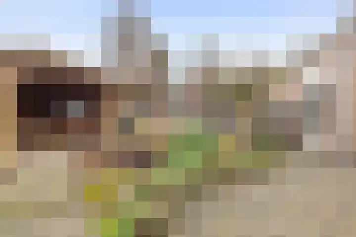 Tarwe 8 Helden thumbnail 34