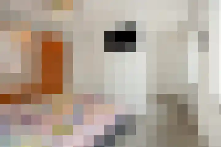 Tarwe 8 Heusden thumbnail 17