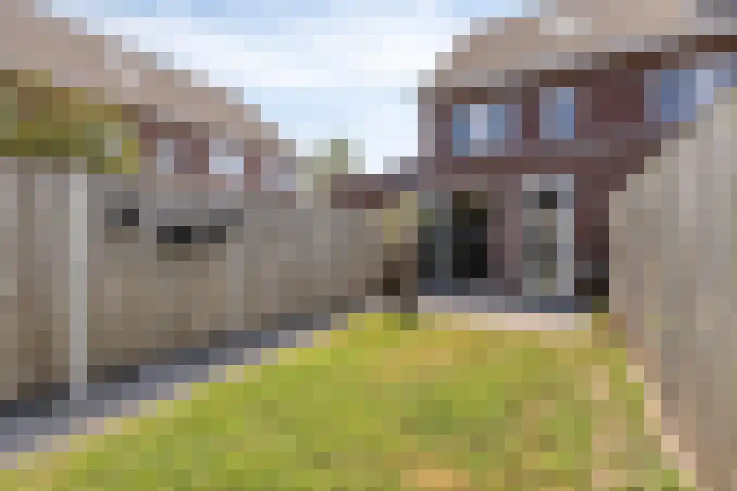 Tarwe 9 Heusden thumbnail 26