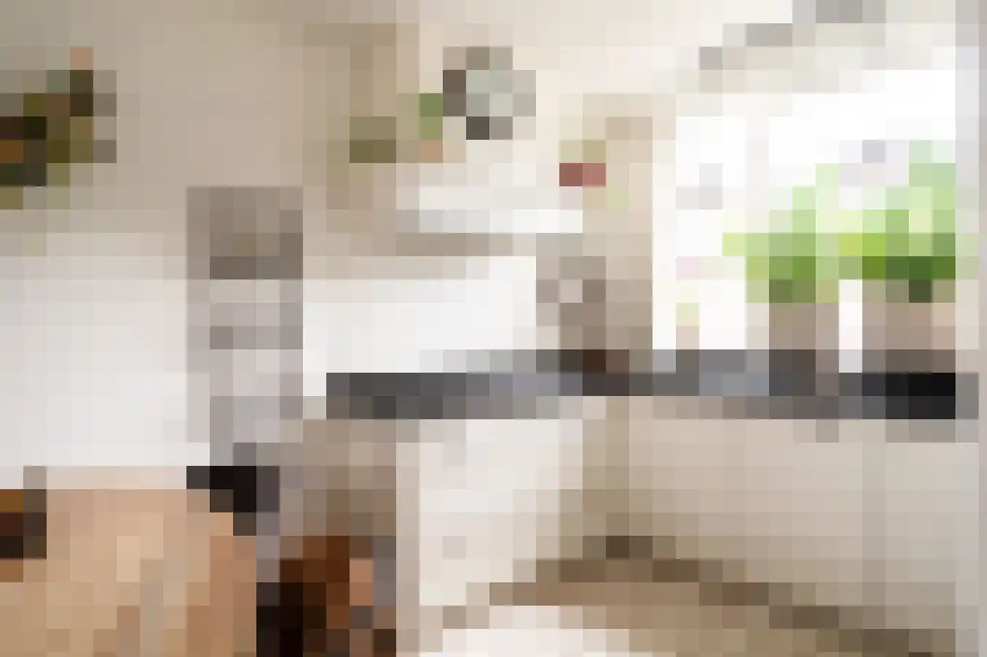 Tarweakker 12 Barneveld thumbnail 13