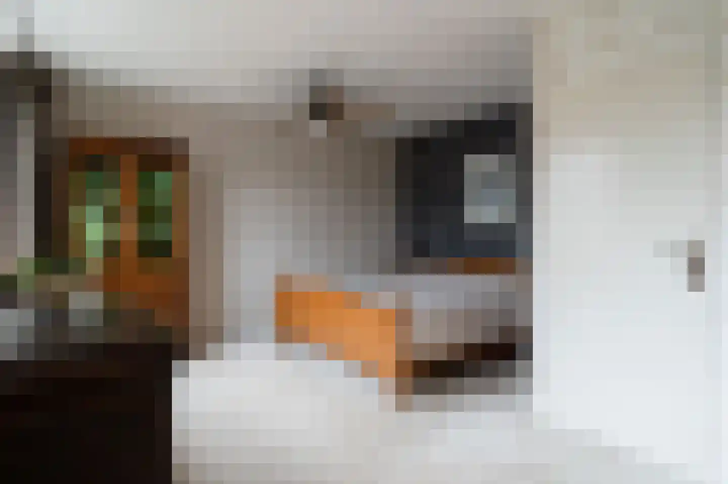 Tarweakker 12 Barneveld thumbnail 19