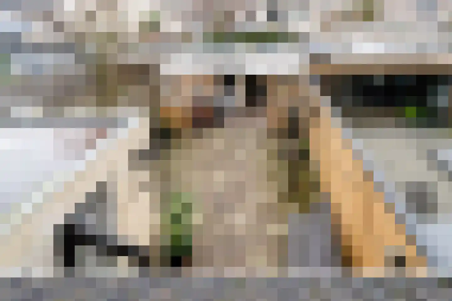 Tarweakker 12 Barneveld thumbnail 23