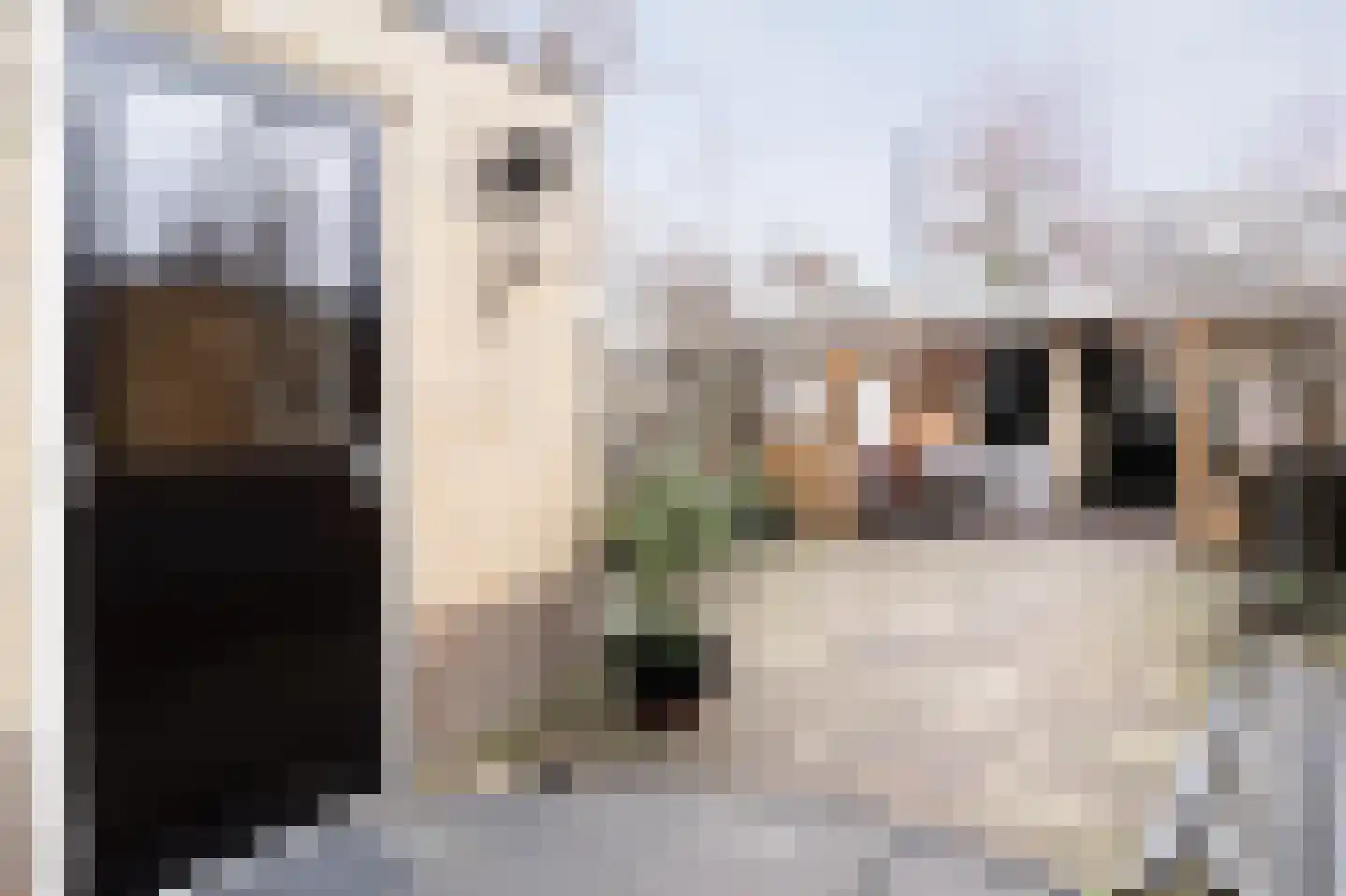 Tarweakker 12 Barneveld thumbnail 36