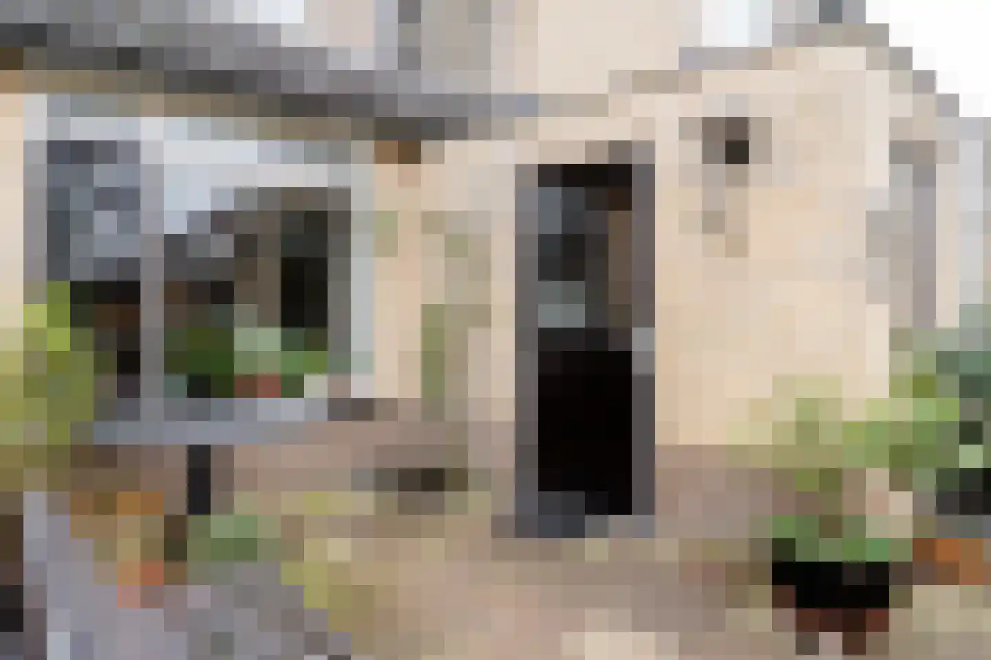 Tarweakker 12 Barneveld thumbnail 43