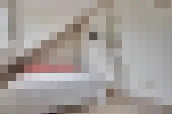 Tarweakker 20 's-Hertogenbosch thumbnail 28