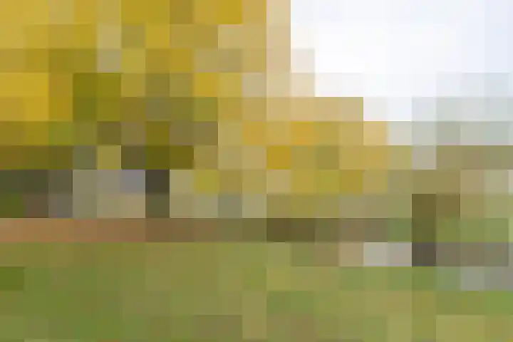 Tarweakker 26 Barneveld thumbnail 25