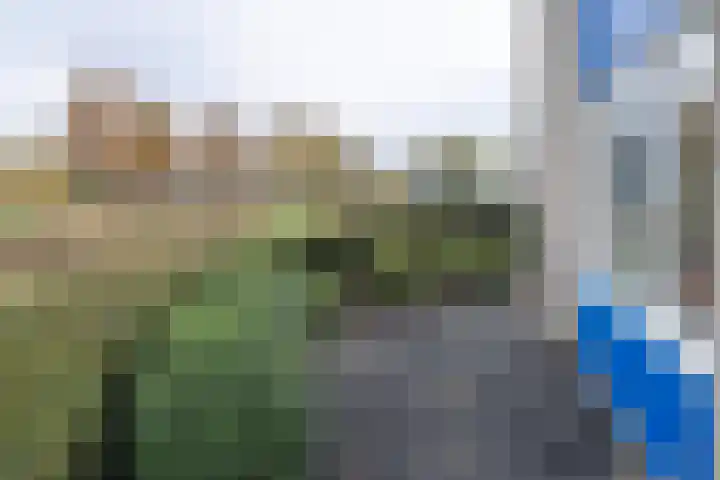 Tarweakker 26 Barneveld thumbnail 28