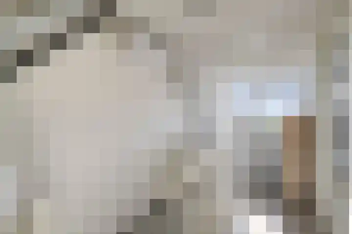 Tarweakker 31 Heino thumbnail 27