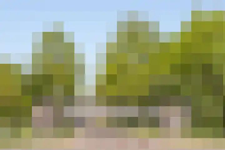 Tarweakker 31 Heino thumbnail 6