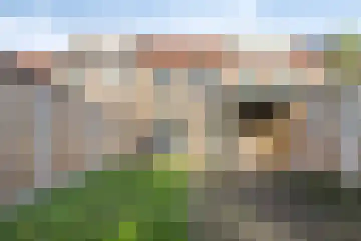 Tarweakker 33 Barneveld thumbnail 26