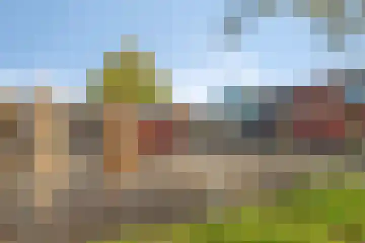 Tarweakker 33 Barneveld thumbnail 29