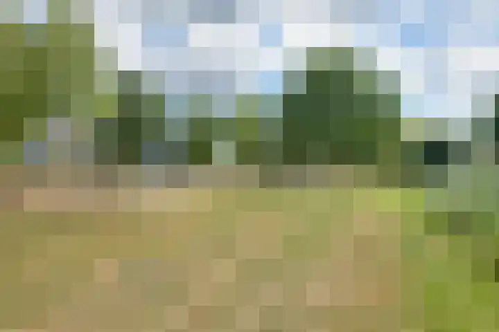 Tarweakker 34 's-Hertogenbosch thumbnail 21
