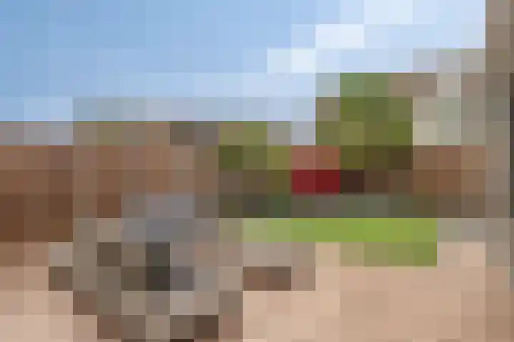 Tarweakker 35 Heino thumbnail 34