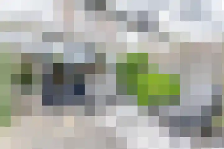 Tarweakker 6 Waddinxveen thumbnail 26