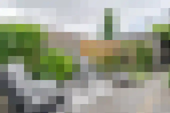 Tarweakker 6 Waddinxveen thumbnail 27