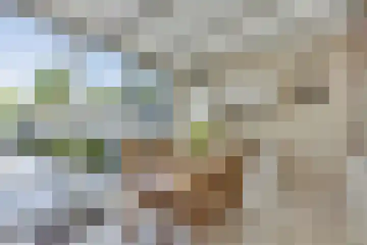 Tarwebeemd 7 Valkenswaard thumbnail 17