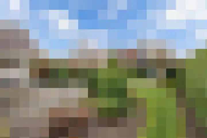 Tarwehof 11 Biddinghuizen thumbnail 21
