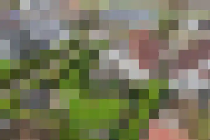 Tarwehof 11 Biddinghuizen thumbnail 23