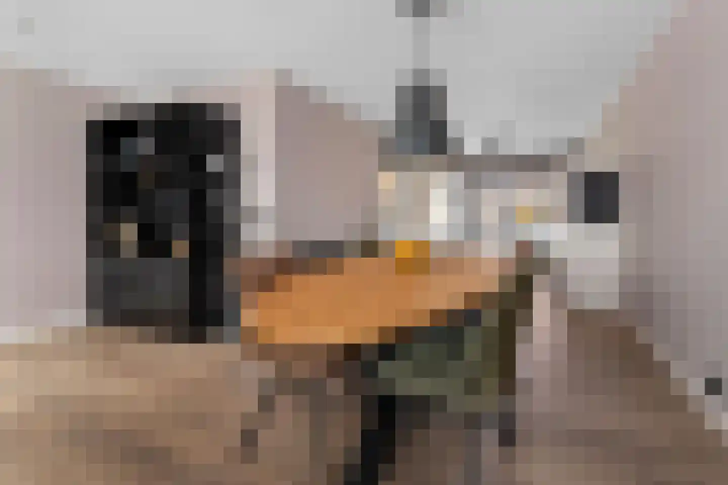 Tarwehof 13 Heerlen thumbnail 9