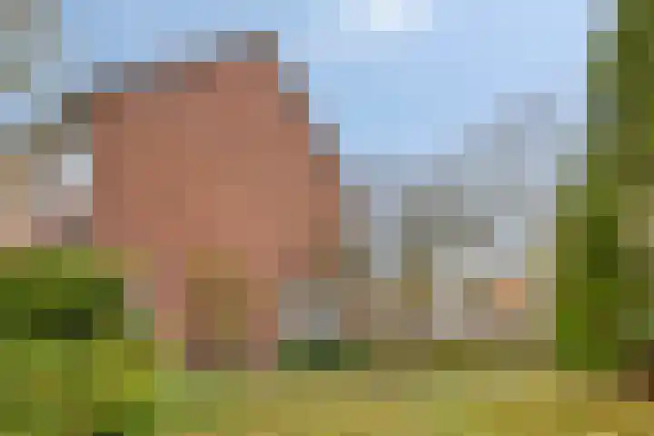 Tarwelaan 1 Eindhoven thumbnail 29