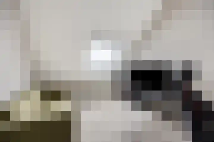 Tarwestraat 2 Purmerend thumbnail 25