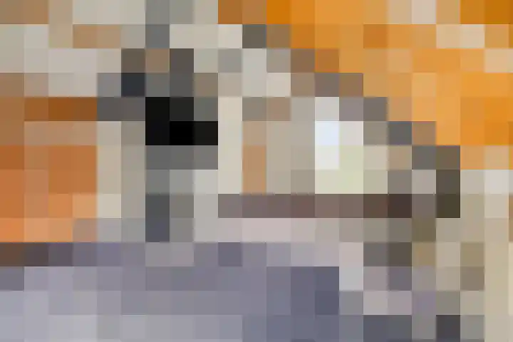 Tarwestraat 87 Berghem thumbnail 25