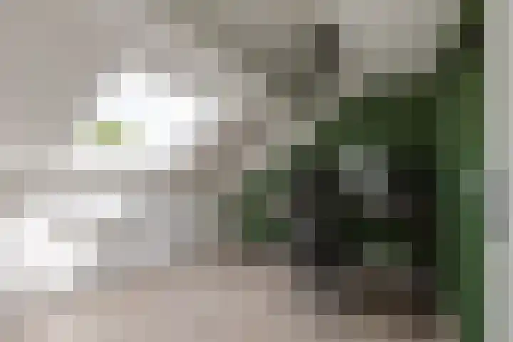 Tarweveld 5 Bergschenhoek thumbnail 26