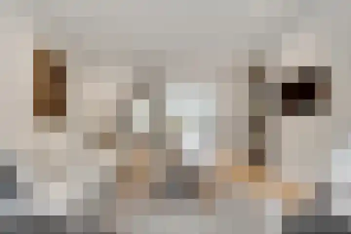 Taveernelaan 46 Bosch en Duin thumbnail 10