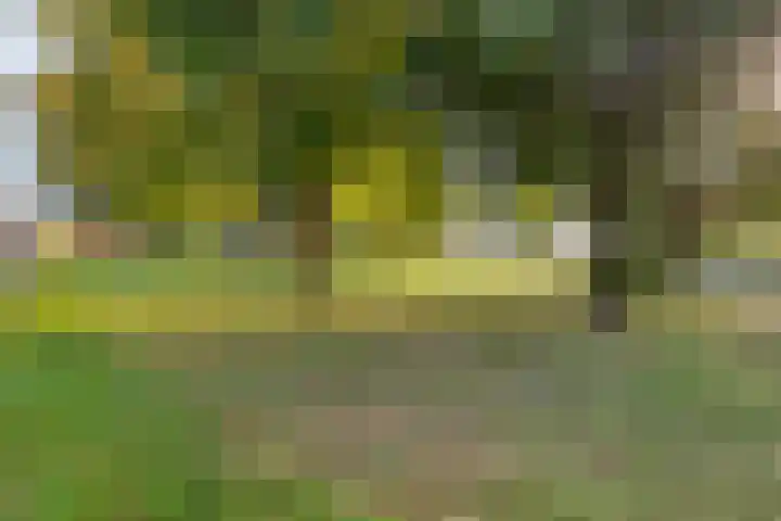 Taxus 24 Coevorden thumbnail 41