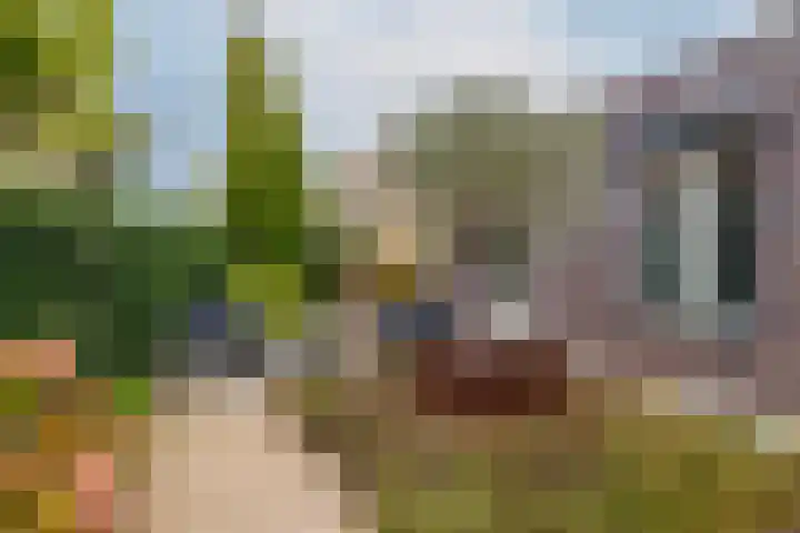 Taxushout 12 Barendrecht thumbnail 41