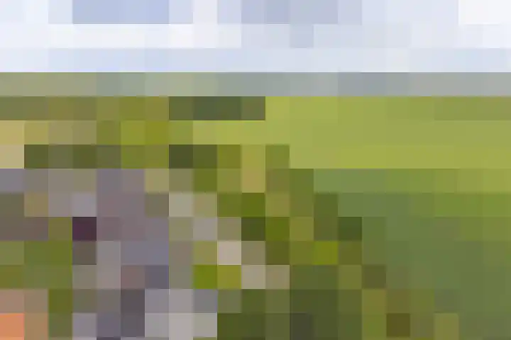 Taxuslaan 25 Exloo thumbnail 4