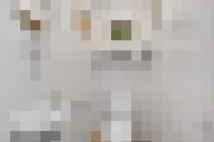Te Welle 9 Nuenen thumbnail 31
