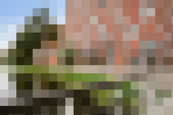 Teakhout 45 Zaandam thumbnail 7