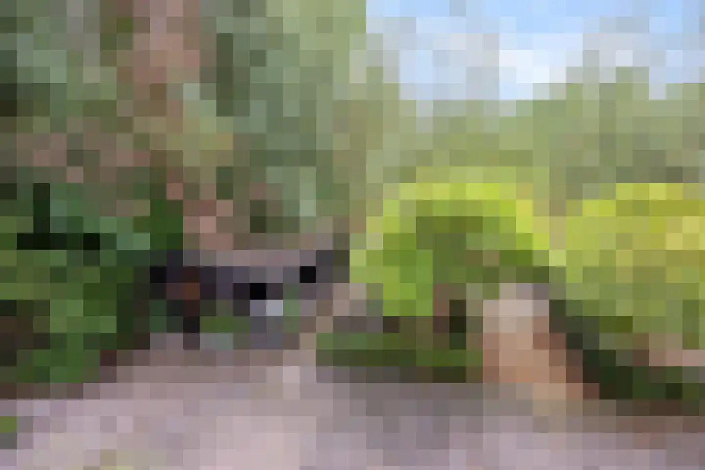 Teckop 18 Kamerik thumbnail 66